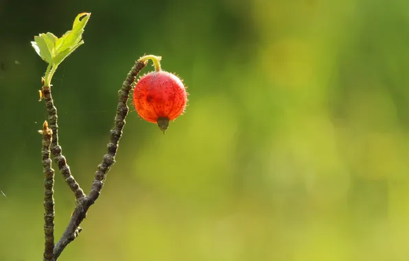Fruit, twig, gooseberry