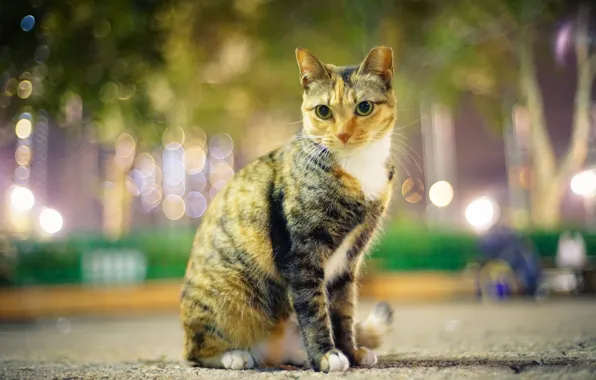 Картинка кошка, взгляд, город, огни, парк, вечер, облики