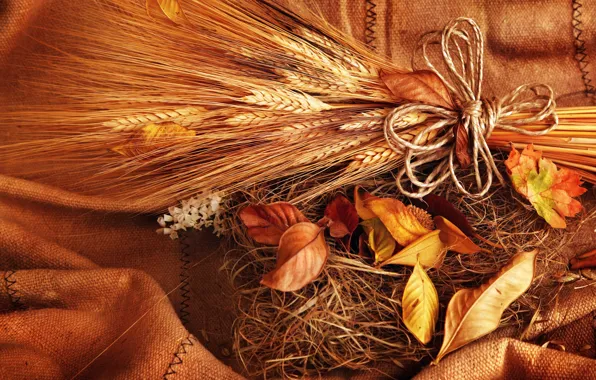 Картинка пшеница, осень, листья, зерно, желтые, колоски, колосья