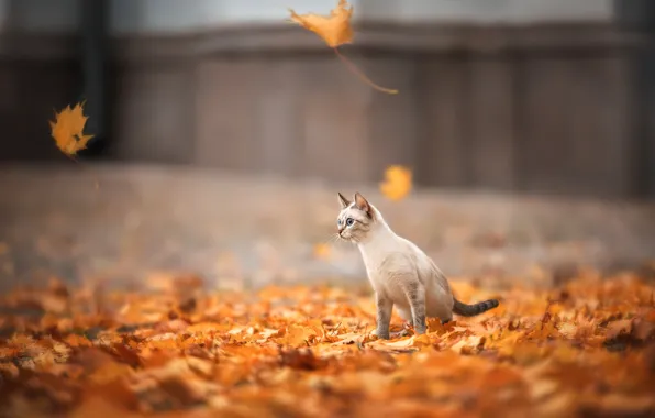 Осень, кошка, кот, листья, листва, двор, листопад, летят