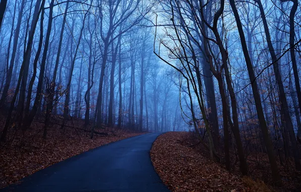 Картинка дорога, осень, листья, деревья, синий, туман, рассвет, утро