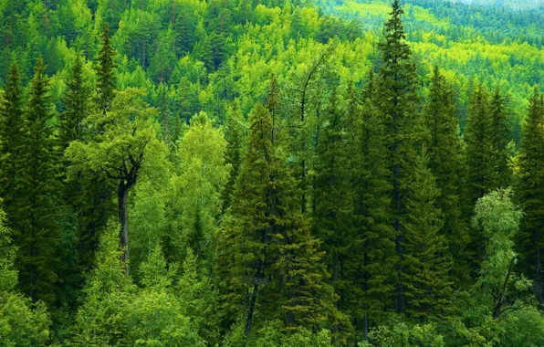 Картинка зелень, лес, деревья, ели, Россия, тайга