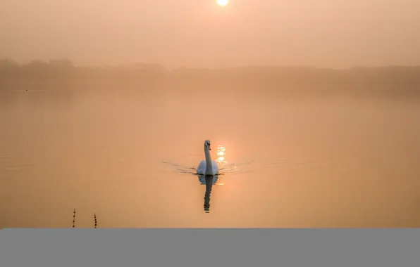 Озеро, утро, лебедь