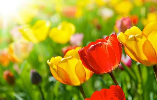 Картинка цветы, весна, тюльпаны