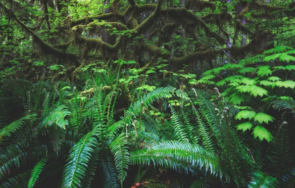 Green, Jungle, forest, vine, fern