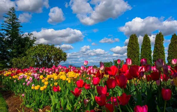 Картинка небо, облака, деревья, цветы, тюльпаны, плантация