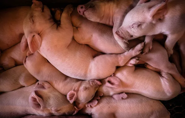Картинка фон, много, поросёнок