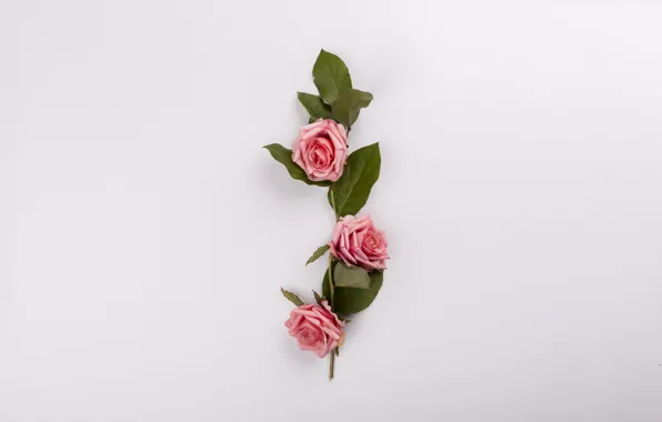 Цветы, розы, букет, розовые, pink, flowers, композиция, roses