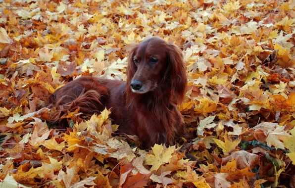 Картинка осень, листья, друг, собака