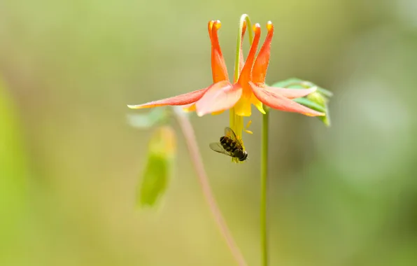 Картинка цветок, фон, насекомое