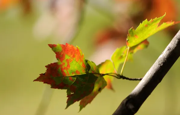 Листья, веточка, Осень, боке