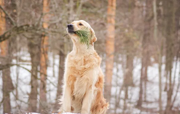 Собаки, dog, золотистый ретривер
