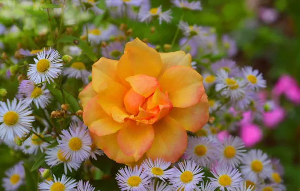 Картинка Цветочки, Flowers, Боке, Bokeh, Yellow rose, Жёлтая роза