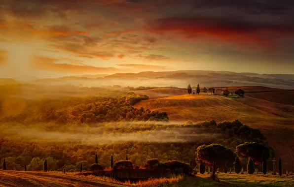 Картинка деревья, рассвет, утро, Италия, Тоскана, кедры