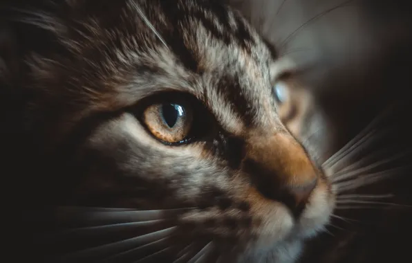 Кошка, котенок, мейнкун