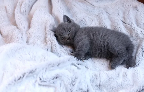 Кошка, взгляд, поза, котенок, серый, фон, светлый, малыш
