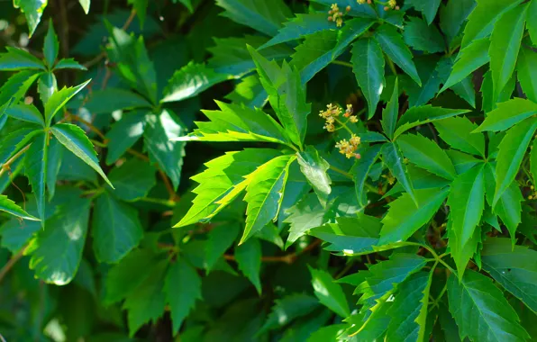 Green, leaf, twig
