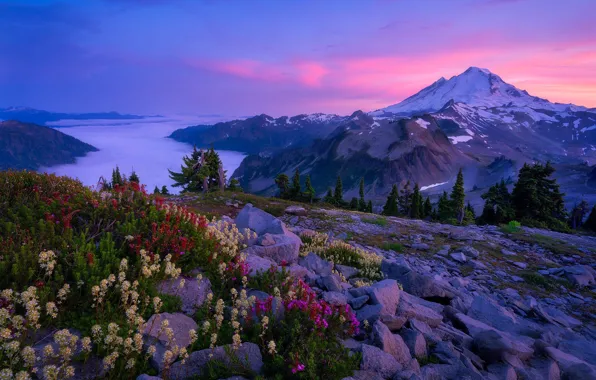 Цветы, горы, камни, Каскадные горы, Mount Baker, Washington State, Cascade Range, Штат Вашингтон