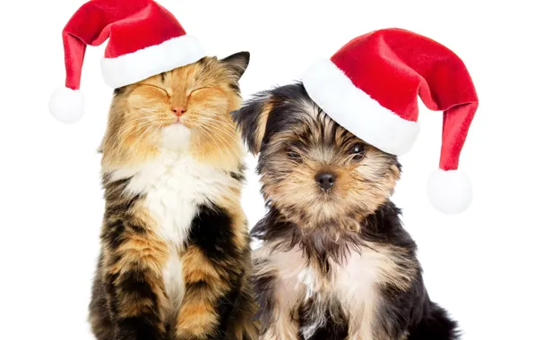 Картинка кошка, собака, Новый год, колпак