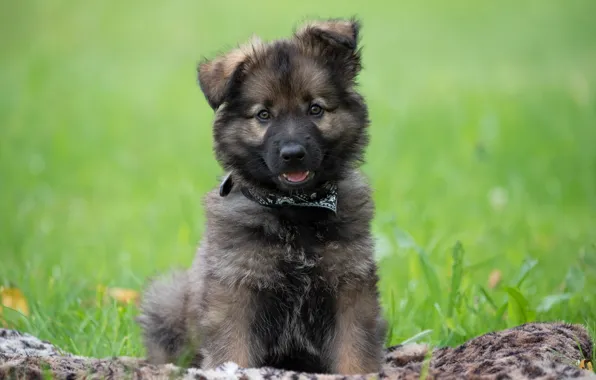 Картинка зеленая трава, малыш, щенок, puppy, немецкая овчарка, baby, green grass, german shepherd