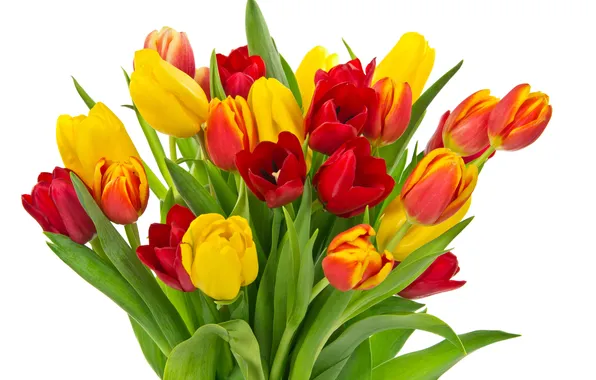 Картинка red, white, fresh, flower, yellow, spring, bouquet, tulip