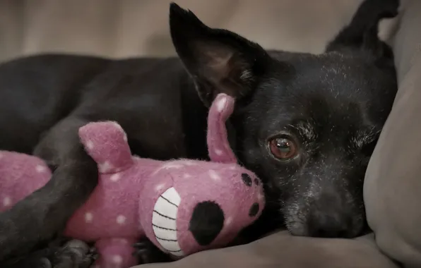 Toy, dog, animal