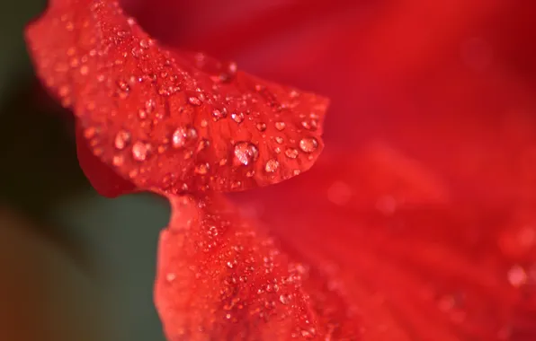 Картинка Макро, Красный, Капли, Red, Гибискус, Macro, Drops, Hibiscus