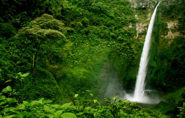 Картинка зелень, лес, деревья, скала, обрыв, водопад, кусты, Guatemala