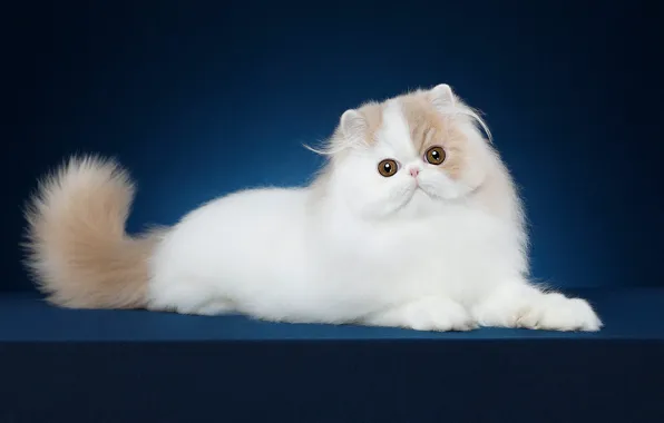 Кошка, белый, взгляд, синий, поза, котенок, фон, мордочка
