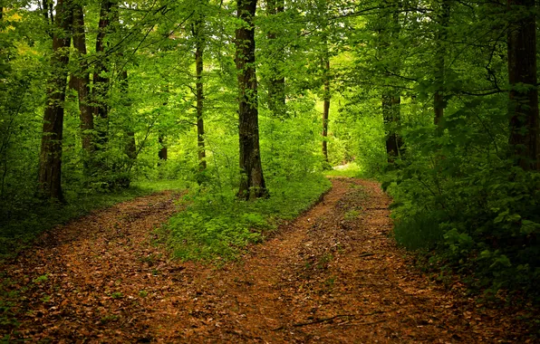 Картинка лес, деревья, пейзаж, природа, растения, forest, trees, landscape