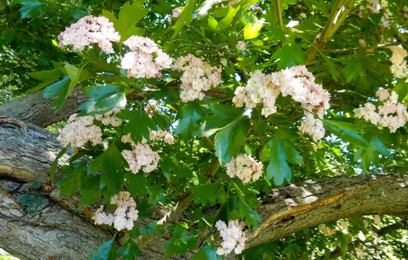 Цветы, широкоформатные, beautiful, background, фон background, обои на рабочий стол, spring, полноэкранные