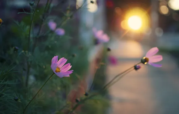 Цветы, лепестки, розовые