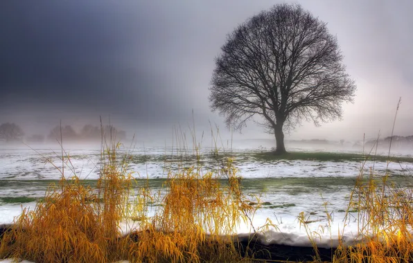 Картинка поле, трава, снег, пейзаж, дерево
