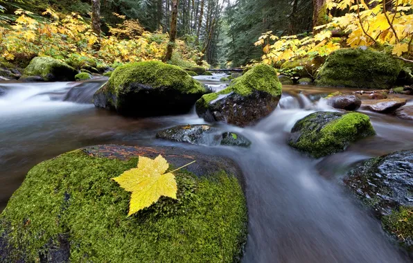 Картинка осень, лес, река, ручей, камни, мох, Природа, жёлтая листва