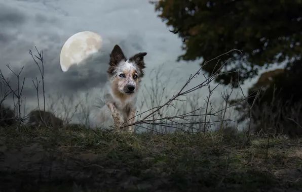 Картинка фон, луна, собака