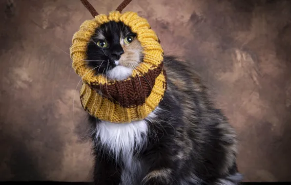 Кошка, кот, взгляд, желтый, поза, пчела, образ, мордашка
