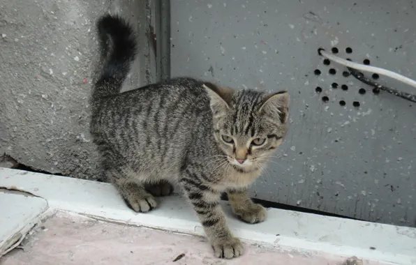 Кот, улица, сердитый, серый.