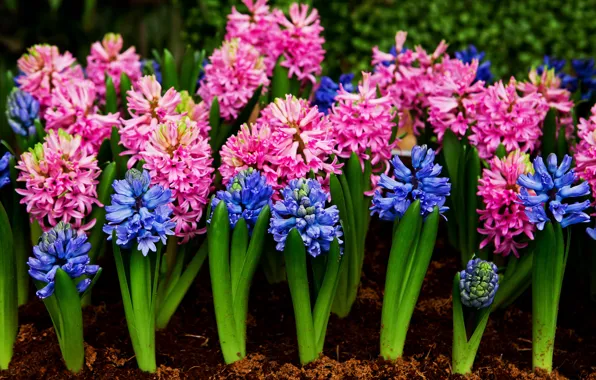 Картинка цветы, голубые, розовые, blue, pink, flowers, гиацинты
