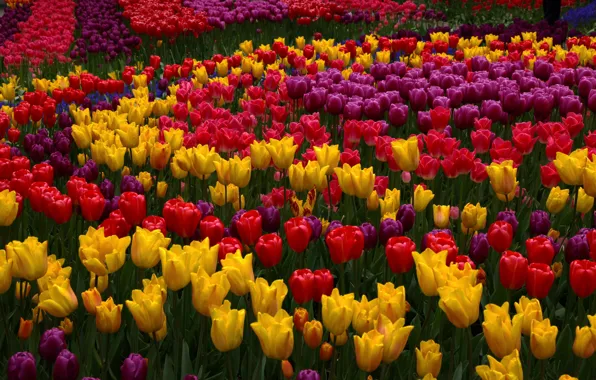 Тюльпаны, бутоны, разноцветный