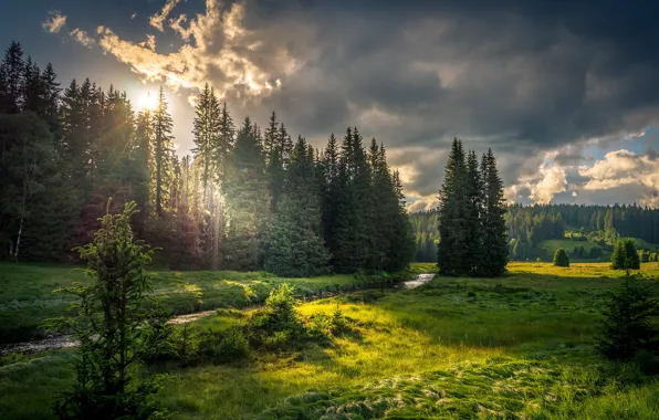 Картинка лес, река, утро
