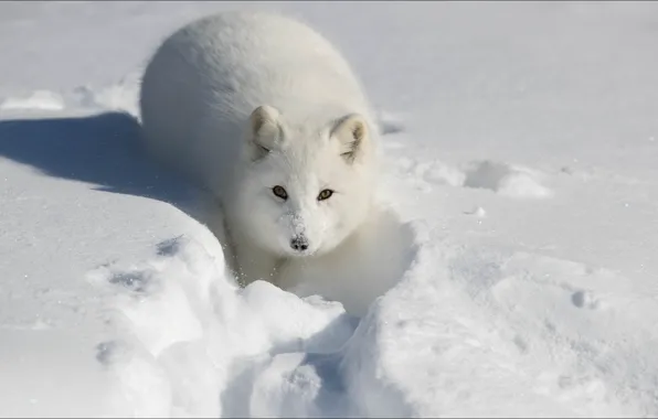 Картинка fox, animals, winter, snow