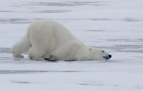Картинка зима, Полярный медведь, Белый медведь