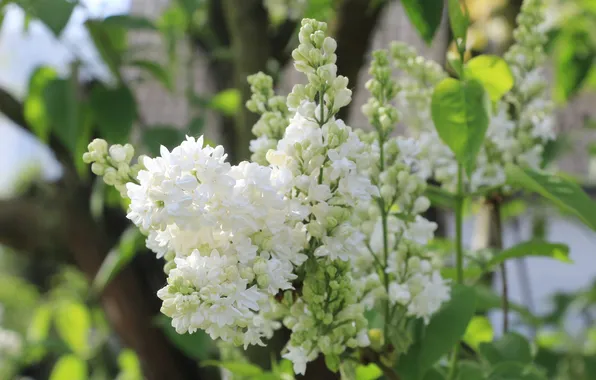 White, flower, lilac