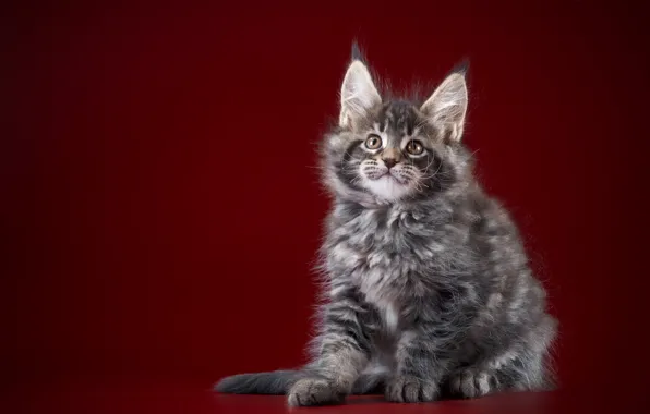 Кошка, киса, малышка, Мейн -кун