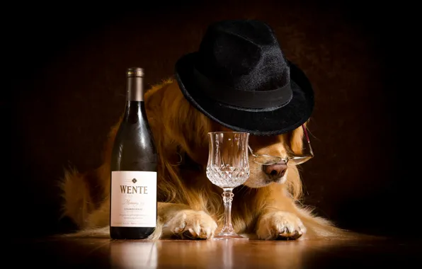 Картинка настроение, вино, бутылка, юмор, шляпа, очки, рюмка, Ретривер