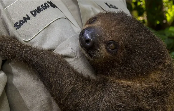 Животные, пара, ленивец, animals, San Diego, Сан-Диего