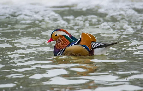 Вода, птицы, утка, мандаринка, фотоохота