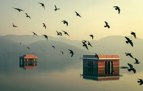 Картинка вода, свет, птицы, дома, утро, Индия, Джайпур, Раджастхан