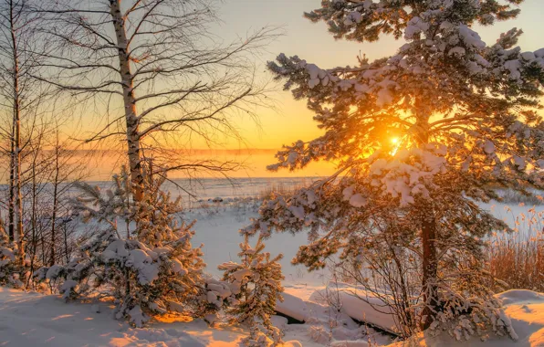 Картинка зима, снег, деревья, рассвет, утро, сосна, Ed Gordeev, Гордеев Эдуард