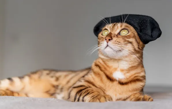 Кошка, кот, взгляд, поза, лежит, мордашка, полосатый, берет